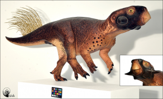 根據兩個近期研究結果所建的鸚鵡嘴龍SMF R 4970復原圖。攝影：Bob Nicholls/Paleocreations